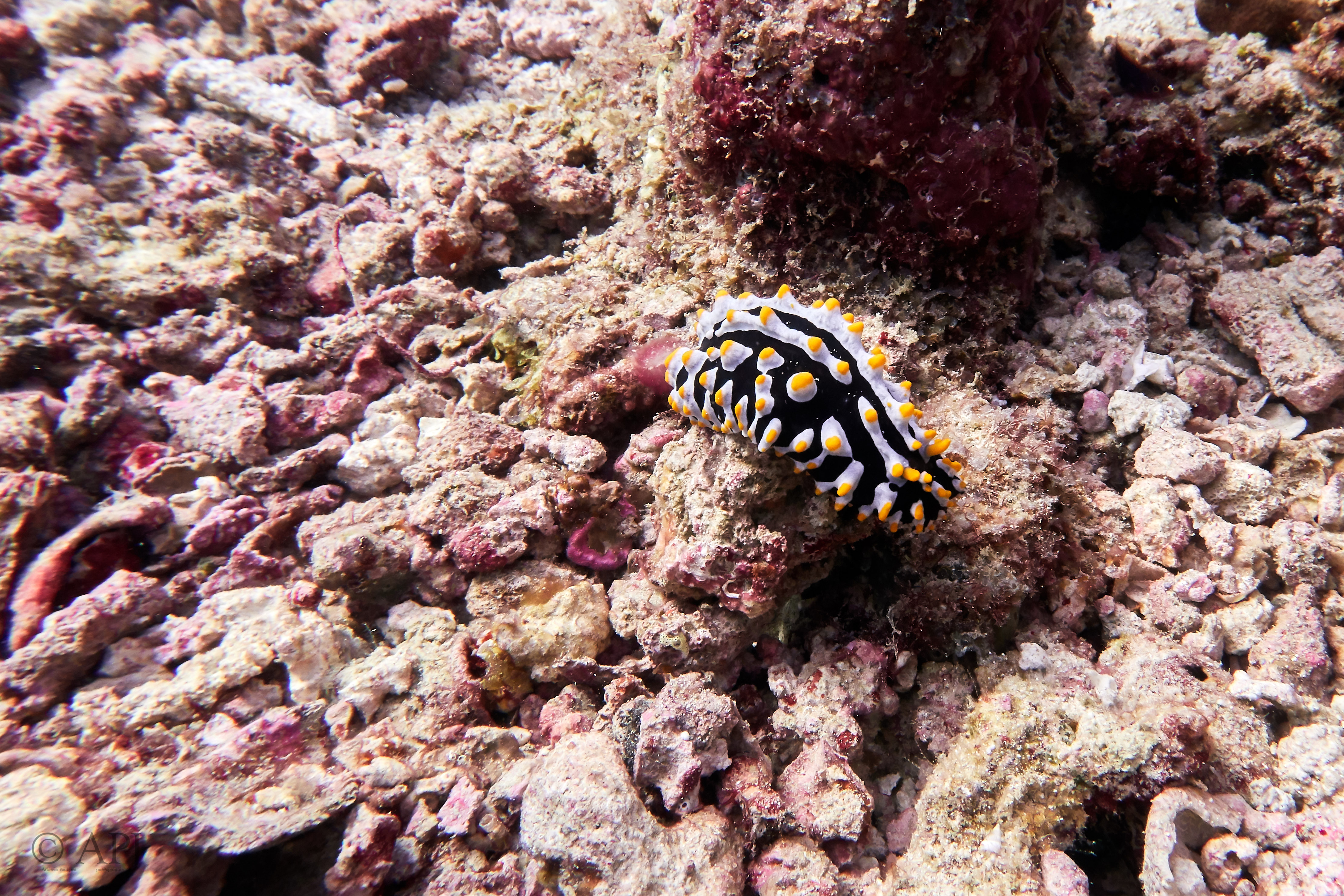 001085 16 08 17  Canon PowerShot G7 X Mark II   Malediven2017